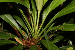 Cordyline rubra
