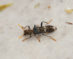 Scrobiger splendidus