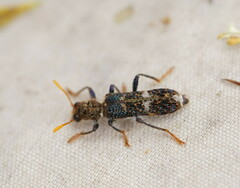 Scrobiger splendidus