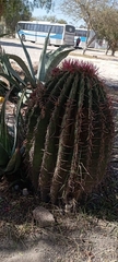 Ferocactus