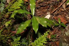 Eupomatia bennettii