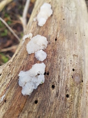 Myxarium nucleatum