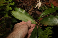 Eupomatia bennettii