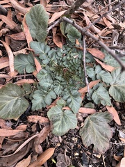 Geum
