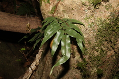 Arthropteris tenella