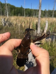 Lacunicambarus nebrascensis