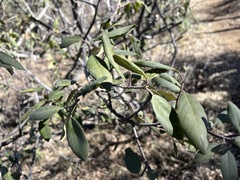 Frangula californica ursina