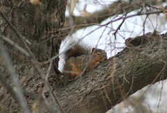 Sciurus niger