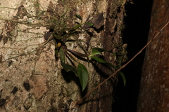 Dendrobium tetragonum