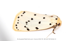 Stigmatophora micans