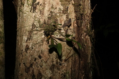 Dendrobium tetragonum