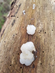 Myxarium nucleatum