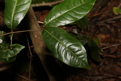 Mischocarpus australis