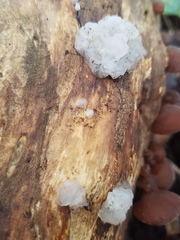 Myxarium nucleatum