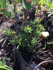 Sedum