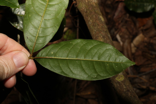 Image of Mischocarpus australis by (c) Greg Tasney, some rights reserved (CC BY-SA)