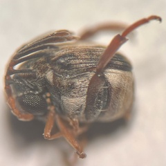 Megacerus cubiculus