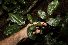 Mischocarpus australis