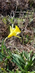 Narcissus pseudonarcissus