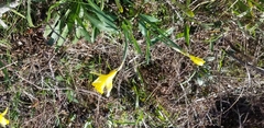 Narcissus pseudonarcissus