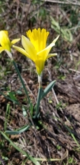 Narcissus pseudonarcissus
