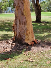 Angophora