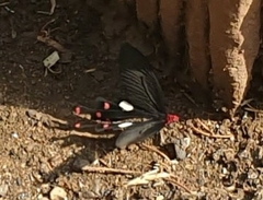 Byasa polyeuctes