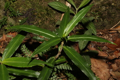 Pollia crispata