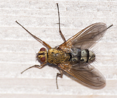 Dexiosoma caninum