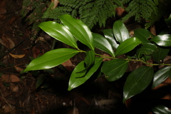Cryptocarya laevigata