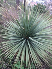 Dasylirion acrotrichum