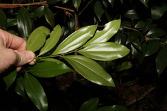 Cryptocarya laevigata
