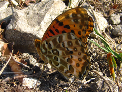 Argynnis