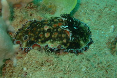 Aphelodoris karpa
