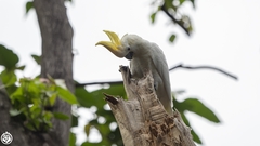 Cacatua sulphurea