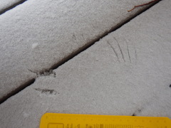 Poecile atricapillus