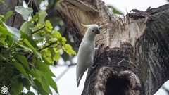 Cacatua sulphurea