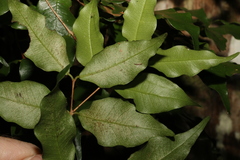Syzygium francisii