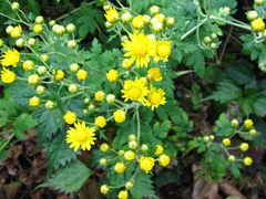 Chrysanthemum lavandulifolium