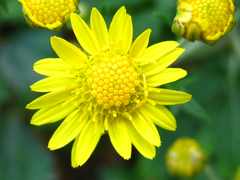 Chrysanthemum lavandulifolium