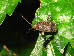 Eurystylus coelestialium