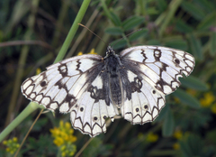 Melanargia russiae