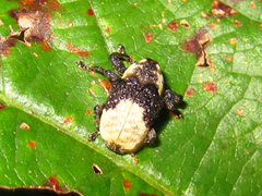 Sternuchopsis trifida