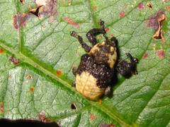 Sternuchopsis trifida