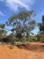 Alectryon oleifolius canescens