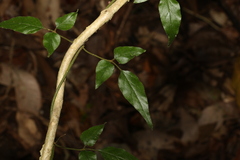 Jasminum singuliflorum