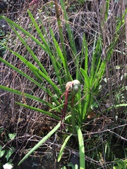 Sprekelia formosissima