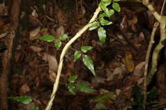 Jasminum singuliflorum