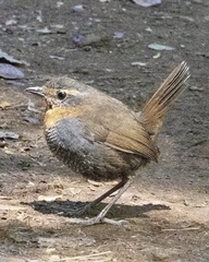 Scelorchilus rubecula