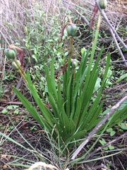 Sprekelia formosissima